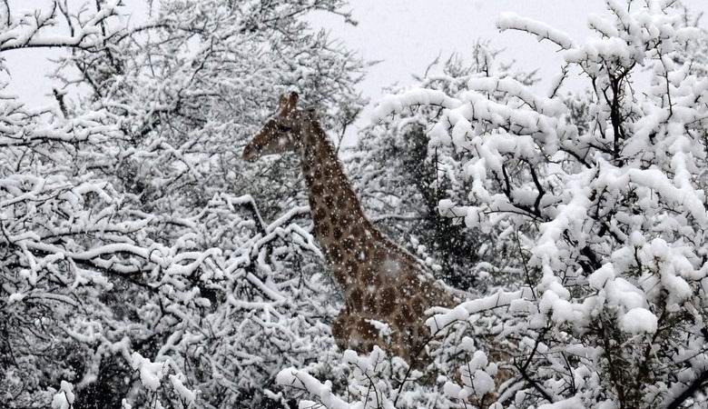 La neve è caduta in Africa