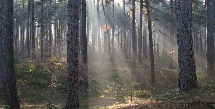 Nella foresta americana, hanno filmato il leggendario Lizard Man in un video