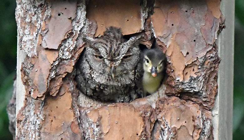 In un parco americano, hanno trovato un gufo che ha covato un anatroccolo