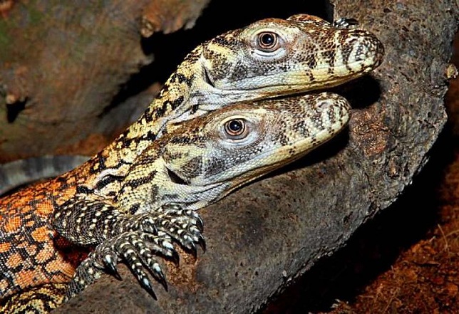 Nello zoo americano, una lucertola femmina ha dato alla luce se stessa