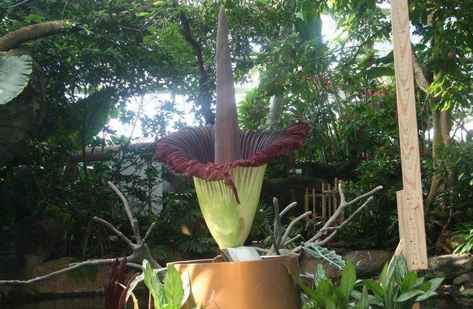 Un fiore gigante con fiori puzzolenti sbocciò in America.