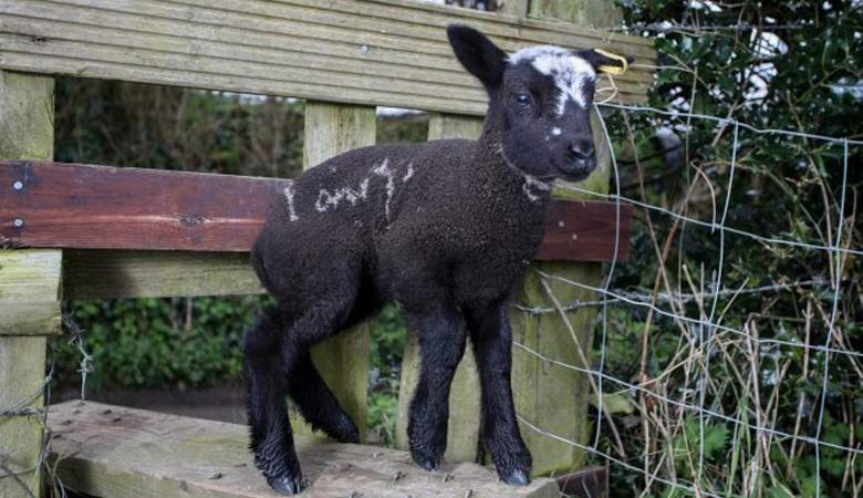 In Inghilterra, un agnello è nato con un'insolita iscrizione sul fianco.