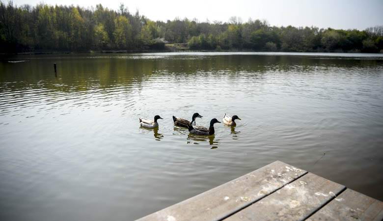 Nello stagno inglese gli animali hanno iniziato a scomparire: il motivo è stato trovato, ma nessuno sa come eliminarlo