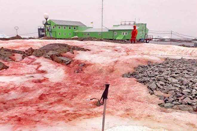 In Antartide, la neve è diventata rossa