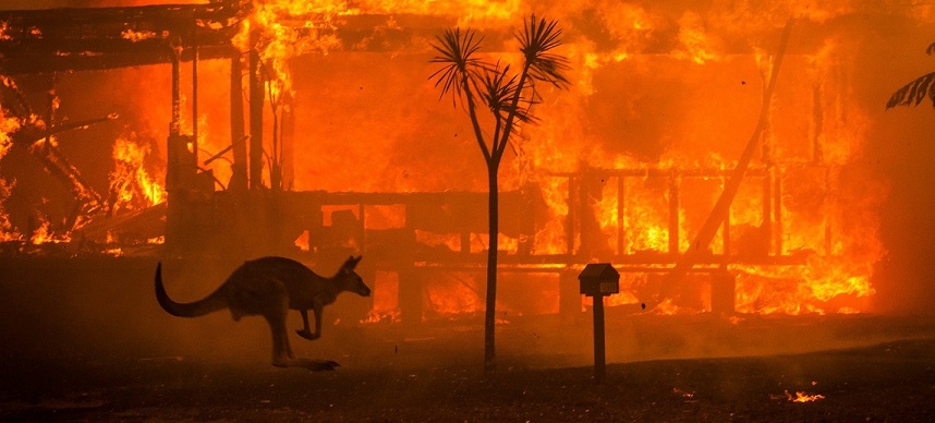 In Australia, una specie di animale è scomparsa a causa di incendi