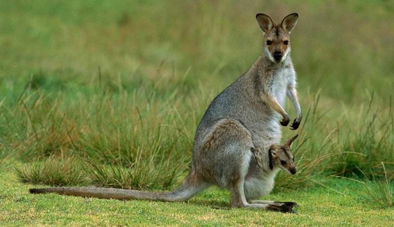 Milioni di canguri muoiono misteriosamente in Australia.