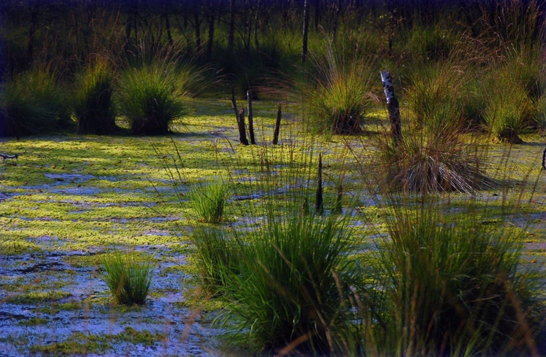 Nella palude vicino a Cherepovets la gente scompare senza lasciare traccia