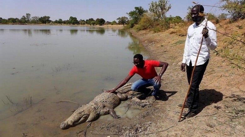 I coccodrilli più pacifici del mondo vivono in Burkina Faso