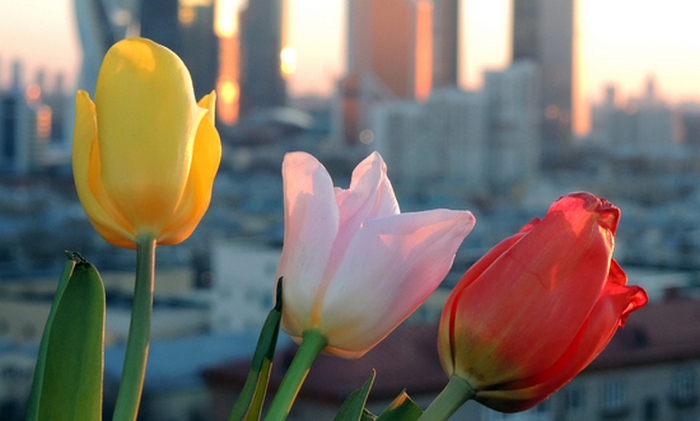 L'8 marzo - fatti interessanti sulle donne!