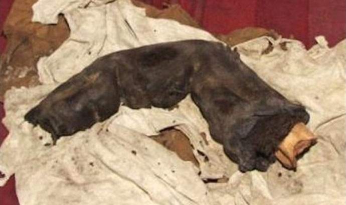 In Egitto, scoperto un dito mummificato di un gigante