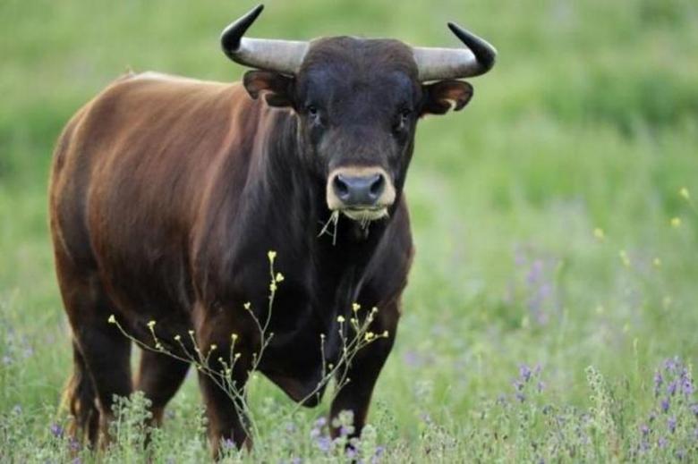 Nella città di Bharuh, il toro ha attaccato una donna