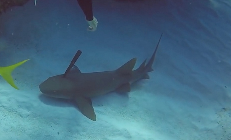 In India, un sub ha salvato uno squalo ferito nuotando verso di lui per chiedere aiuto