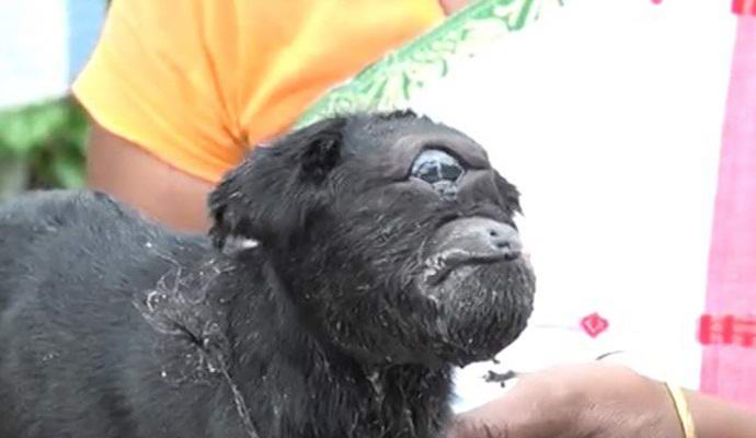 Un occhio è nato in India