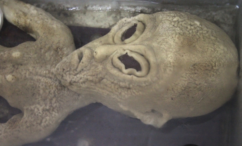 Un video con un alieno bloccato su una recinzione trapelato su Internet