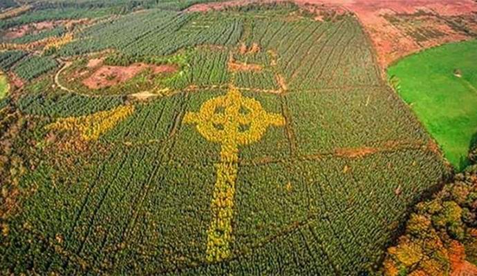 In Irlanda, ha trovato un'enorme croce celtica carica di alberi