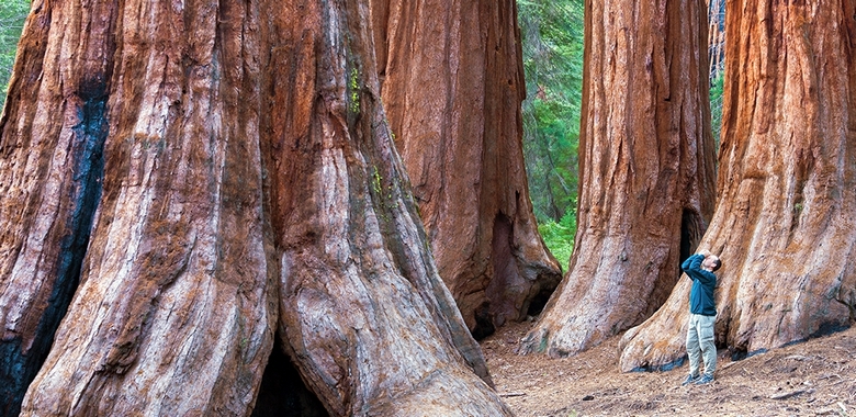 In California, ha piantato 75 piantine clonate di antiche sequoie