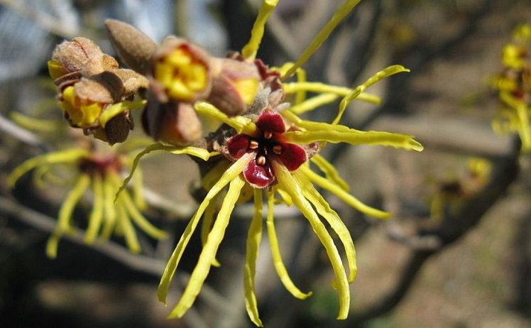 C'è una pianta in Cina che spara semi alla velocità di un proiettile (video)