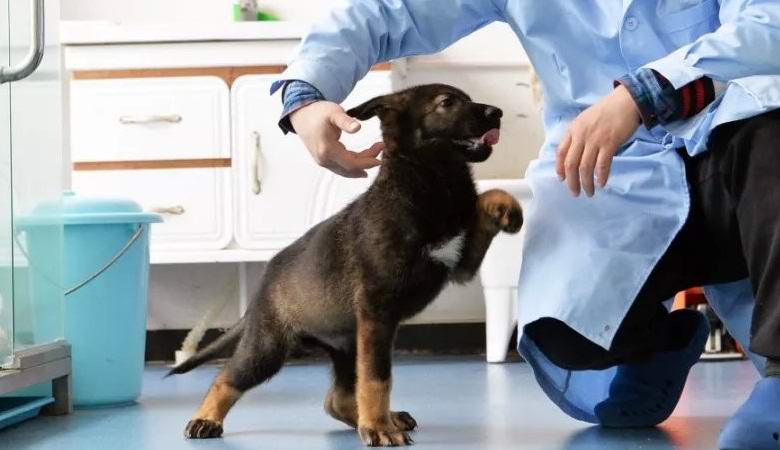 In Cina, hanno iniziato ad addestrare un clone di un eccezionale cane da fiuto