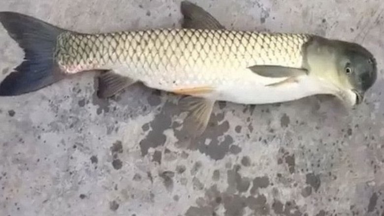 Pesce uccello catturato in Cina