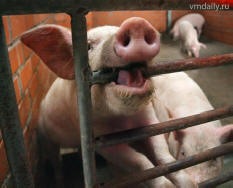 La Cina indaga sulla morte di oltre 500 maiali e cani in una notte