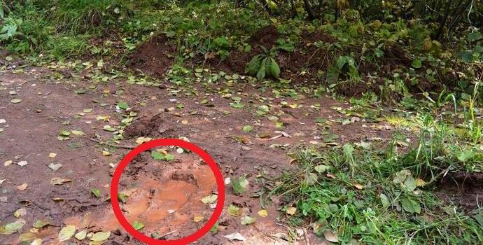 Una traccia di un bigfoot è stata trovata nella cintura forestale di Bratsk