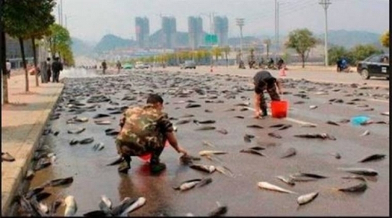 In Messico, un pesce cade dal cielo