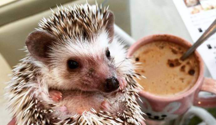 I ricci dal vivo sono inclusi nel menu di un caffè giapponese