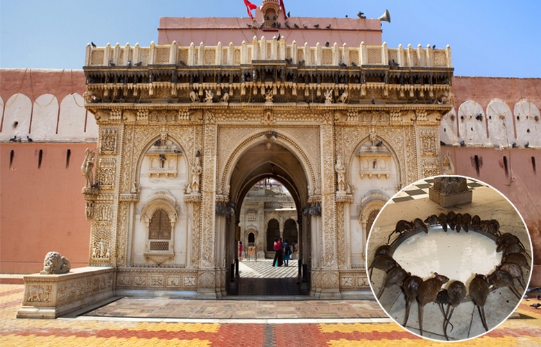 C'è un tempio dei topi nel mondo - questo è Sri Karni Mata in India