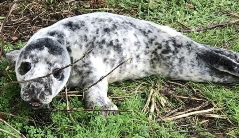 Nel giardino degli inglesi apparve misteriosamente la foca polpaccio