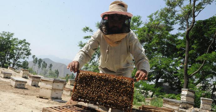 Negli Stati Uniti stanno suonando l'allarme: ora le api stanno morendo in massa qui