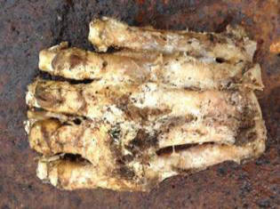 Bigfoot trovato negli Stati Uniti