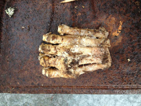 Gli esperti non esitano a ritenere che questo piede appartenga a un bigfoot