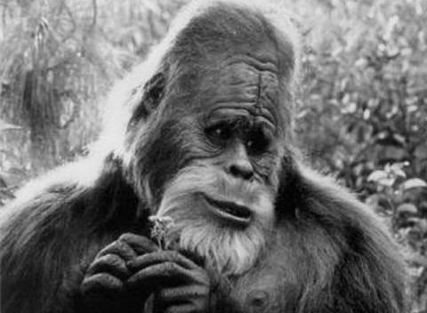 Bigfoot è una grande creatura. E il suo piede dovrebbe avere circa la 60a taglia.