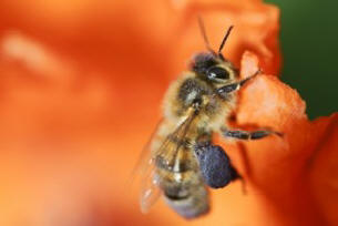 Negli Stati Uniti, la nebulizzazione degli alberi ha causato un'enorme piaga di api