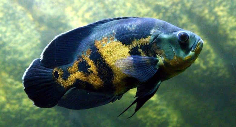 Negli Stati Uniti, un uomo è stato processato per abuso di pesci d'acquario