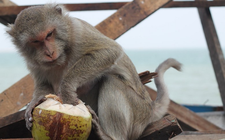 In Thailandia, le scimmie vengono utilizzate per il carico e lo scarico