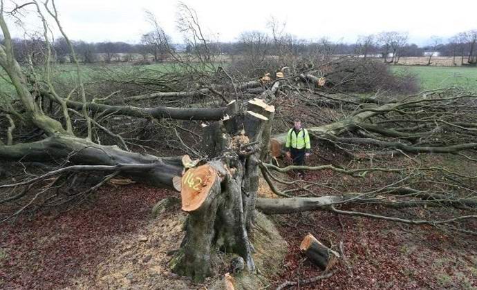 Il Galles ha misteriosamente perso faggi secolari
