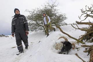 Nel Regno Unito, il maltempo ha ucciso migliaia di animali. Video