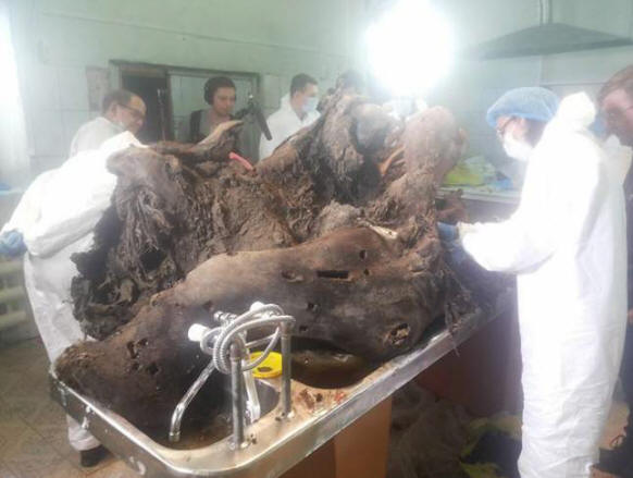 In Yakutia stanno studiando un mammut con sangue liquido e hanno già annunciato la possibilità di clonare