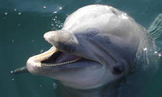 Nomi propri trovati nella lingua dei delfini