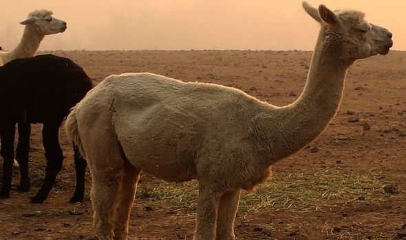 Vaccino contro il coronavirus: gli scienziati hanno trovato anticorpi nel sangue di un lama 