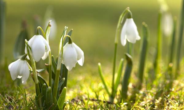 segni di primavera 