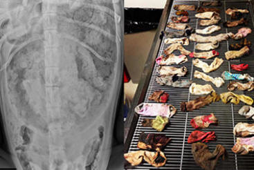 I veterinari hanno ricevuto 43 calze dallo stomaco del cane