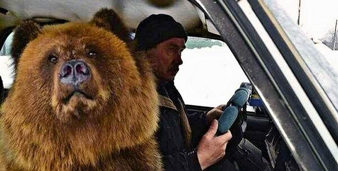 Il video con un orso in un'auto russa è diventato un successo su Internet