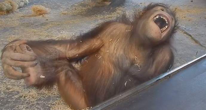 Un video con un orangutan succhiante è diventato una sensazione su Internet.