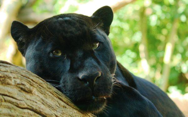 Perché la pantera nera sta sognando 