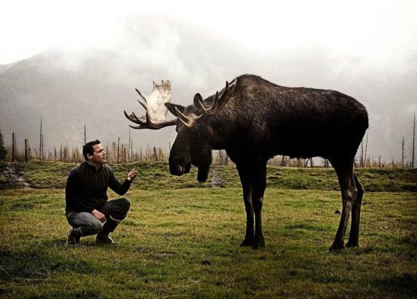 Perché l'alce sta sognando 