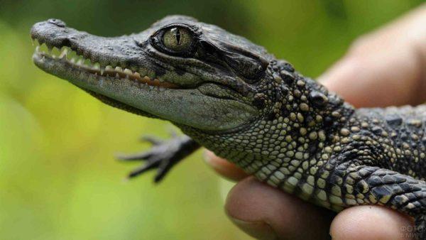 Perché il piccolo coccodrillo sta sognando 