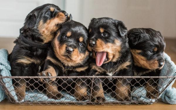 Perché i cuccioli sognano 