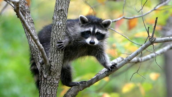  Perché gli animali sognano 